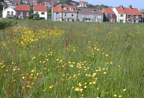 Mesotrophic Grasslands